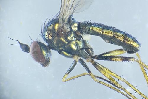 Réf. 316 988 : Syntormon denticulatum